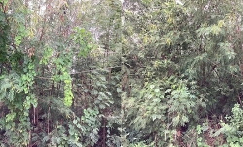 ขายที่ดิน คลองสาม 1 ไร่ คลองหลวง จ.ปทุมธานี