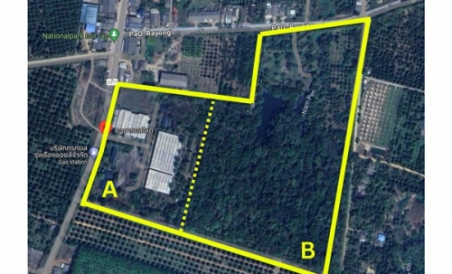 ขายโรงงาน และ สวนป่าเบญพรรณ อายุ 25 ปี อ.เขาชะเมา จ.ระยอง ราคาพิเศษ โทร 095-2601140