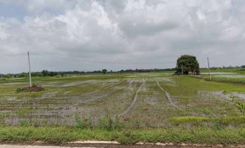 ขายที่ดิน ที่นา พิษณุโลก อำเภอวังทอง 19 ไร่ สวยมาก วิวนาสวย อากาศดี เงียบสงบ โทร 063-2825635