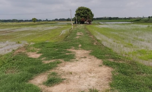 ขายที่ดิน ที่นา พิษณุโลก อำเภอวังทอง 19 ไร่ สวยมาก วิวนาสวย อากาศดี เงียบสงบ โทร 063-2825635