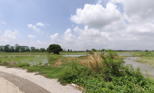ขายที่ดิน ที่นา พิษณุโลก อำเภอวังทอง 19 ไร่ สวยมาก วิวนาสวย อากาศดี เงียบสงบ โทร 063-2825635