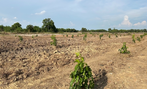 ขายที่ดินขนาด 4 ไร่ ใกล้สนามบินสุวรรณภูมิ  ตำบลคลองสวน อำเภอบางบ่อ จังหวัดสมุทรปราการ