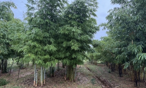 ขายที่ดินทำเลดี แปลงสวย ติดถนน 3 ด้าน พร้อมสวนไผ่ และ สวนป่า สุพรรณบุรี