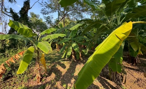 ขายที่ดิน 6 ไร่กว่า พหลโยธิน35 แยก19 ซ.สังข์ทอง 9 ใกล้เมเจอร์รัชโยธิน โทร 090-6360022