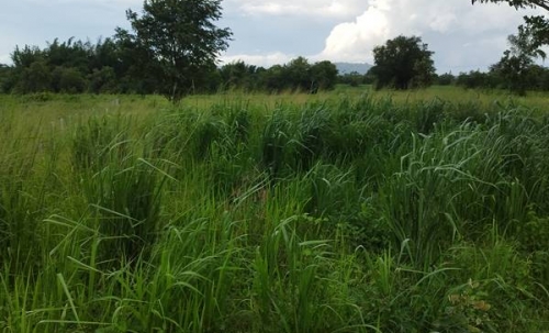 ขายที่ดิน ลดราคา 2 ไร่ สวย ที่ไทรโยค กาญจนบุรี เหมาะกับคนรักความสงบ พักผ่อน ทำสวน โทรคุยเลย 0810117012