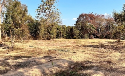 ขายที่ดิน 12 ไร่กว่า ทำเลศักยภาพ ใกล้แหล่งท่องเที่ยว จ.เชียงราย อ.แม่จัน ต.ศรีค้ำ เดินทางสะดวก โทร 081-0321111