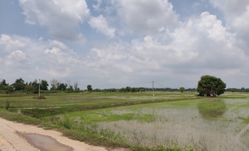 ขายที่ดิน ที่นา พิษณุโลก อำเภอวังทอง 19 ไร่ สวยมาก วิวนาสวย อากาศดี เงียบสงบ โทร 063-2825635