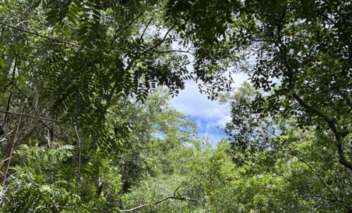 ขายโรงงาน และ สวนป่าเบญพรรณ อายุ 25 ปี อ.เขาชะเมา จ.ระยอง ราคาพิเศษ โทร 095-2601140