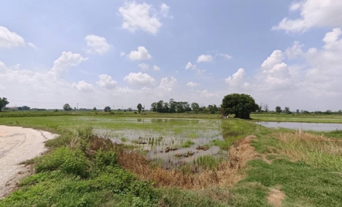 ขายที่ดิน ที่นา พิษณุโลก อำเภอวังทอง 19 ไร่ สวยมาก วิวนาสวย อากาศดี เงียบสงบ โทร 063-2825635