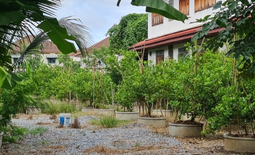 [ขายด่วน] ที่ดินแปลงใหญ่ 498 ตร.ว. พร้อมบ้านหลังใหญ่ ติดคลอง บรรยากาศร่มรื่น ย่านบางกรวย